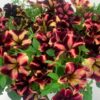 Romantica Norma Petunia Seeds