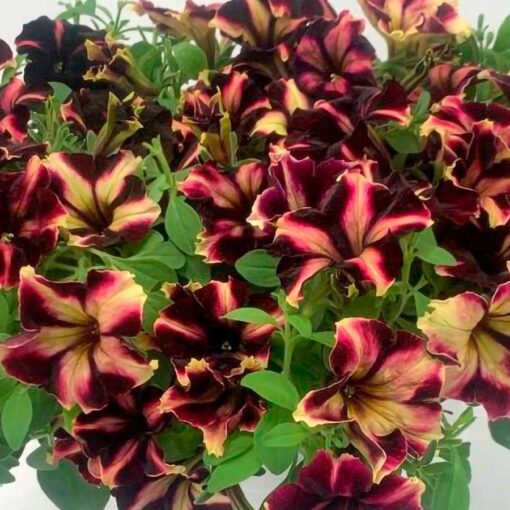 Romantica Norma Petunia Seeds