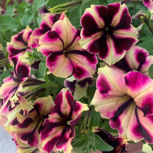 Romantica Norma Petunia Seeds