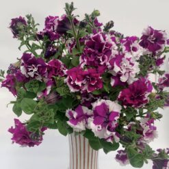 Allegra Picotee Velvet Petunia Seeds