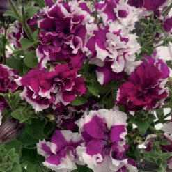 Allegra Picotee Velvet Petunia Seeds