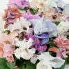 Sweet Pea Mix Pansy Seeds 