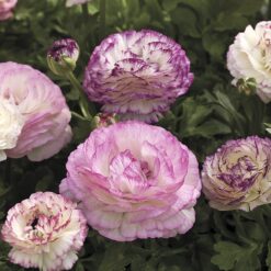 Mache Bicolor Mix Ranunculus Seeds