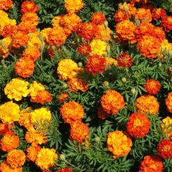 Sparky Mix Marigold Seeds