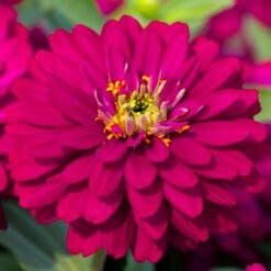 Zydeco Cherry Zinnia Seeds