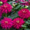 Zydeco Cherry Zinnia Seeds 