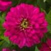 Zydeco Cherry Zinnia Seeds 