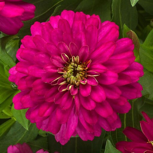 Zydeco Cherry Zinnia Seeds