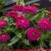 Zydeco Cherry Zinnia Seeds 