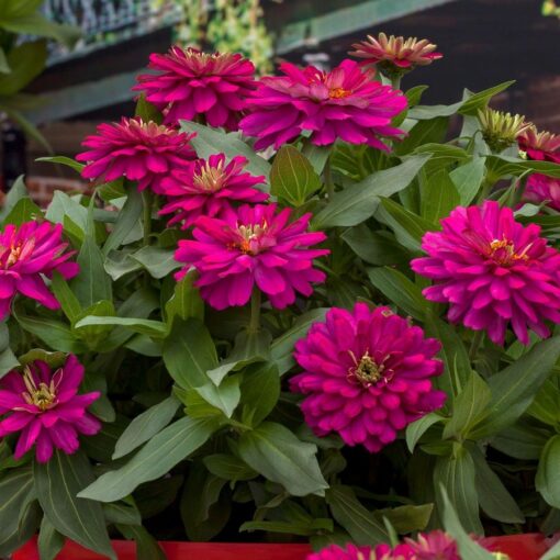 Zydeco Cherry Zinnia Seeds