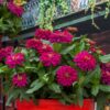 Zydeco Cherry Zinnia Seeds 