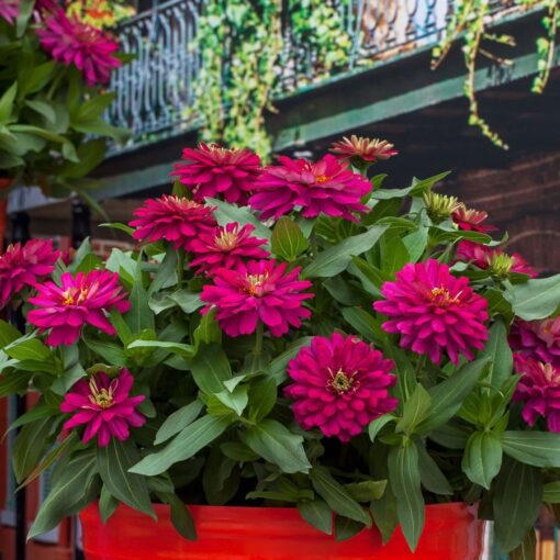 Zydeco Cherry Zinnia Seeds