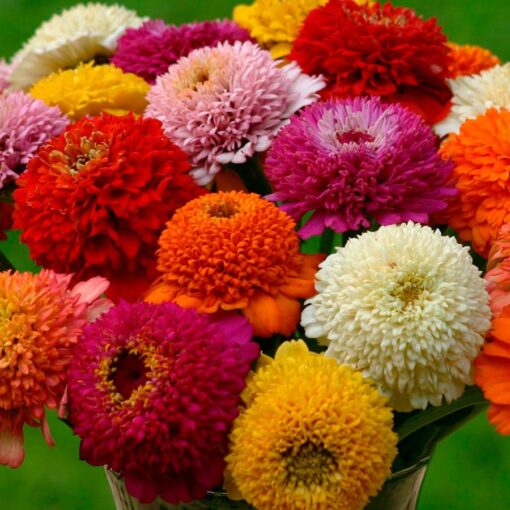 Zinderella Full Mix Zinnia Seeds