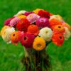 Zinderella Full Mix Zinnia Seeds 