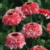 Zinderella Fizz Zinnia Seeds