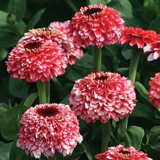 Zinderella Fizz Zinnia Seeds