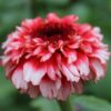 Zinderella Fizz Zinnia Seeds