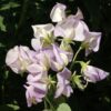 High Scent Sweet Pea Seeds