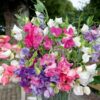 Bijou Mix Sweet Pea Seeds