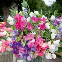 Bijou Mix Sweet Pea Seeds