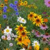 Cutflower Garden Seed Mix