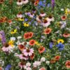 Northeast Wildflower Seed Mix