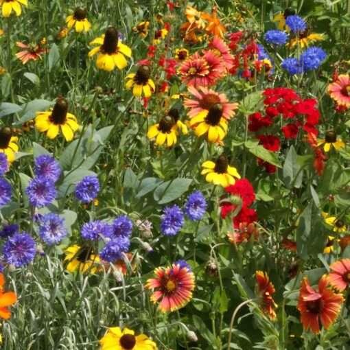 Southeast Wildflower Seed Mix