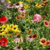 Midwest Wildflower Seed Mix