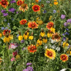 Western Wildflower Seed Mix