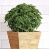 Bonsai Basil Seeds The Kitchen Minis Collection