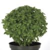 Bonsai Basil Seeds The Kitchen Minis Collection