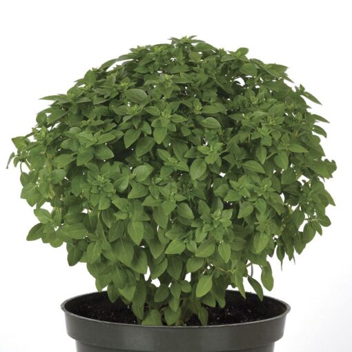 Bonsai Basil Seeds The Kitchen Minis Collection