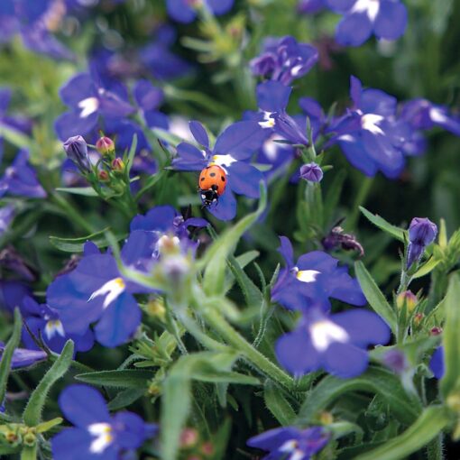 Masterpiece Blue with Eye Lobelia Seeds