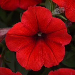 E3 Easy Wave Red Petunia Seeds