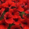 E3 Easy Wave Red Petunia Seeds  