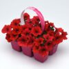 E3 Easy Wave Red Petunia Seeds  