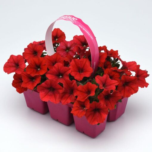 E3 Easy Wave Red Petunia Seeds