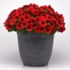 E3 Easy Wave Red Petunia Seeds  