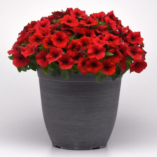 E3 Easy Wave Red Petunia Seeds