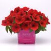 E3 Easy Wave Red Petunia Seeds  