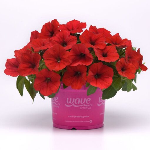 E3 Easy Wave Red Petunia Seeds