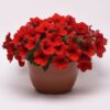 E3 Easy Wave Red Petunia Seeds  