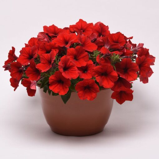 E3 Easy Wave Red Petunia Seeds