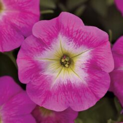 E3 Easy Wave Rose Morn Petunia Seeds