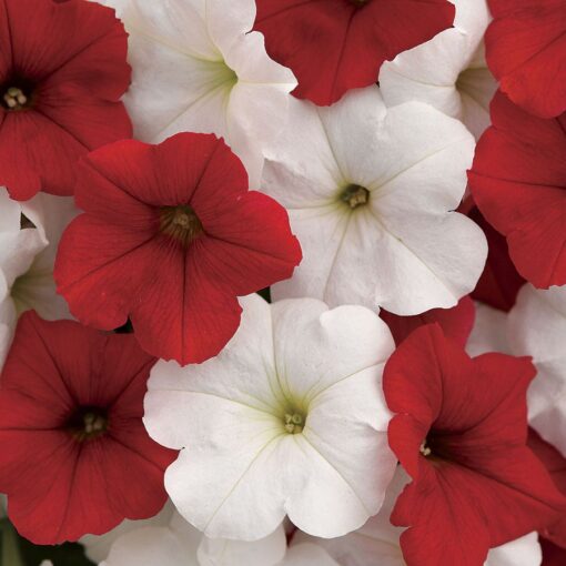 E3 Easy Wave Peppermint Mix Petunia Seeds