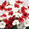 E3 Easy Wave Peppermint Mix Petunia Seeds