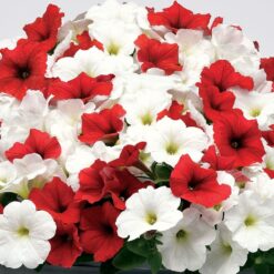 E3 Easy Wave Peppermint Mix Petunia Seeds