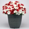 E3 Easy Wave Peppermint Mix Petunia Seeds