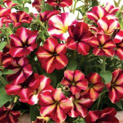 Romantica Star Petunia Seeds