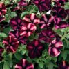 Romantica Moonlight Petunia Seeds